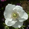 Anemone coronaria The Bride - Anemone dei fiorai