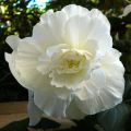 Begonia grandiflora Blanc