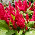 Celosia spicata Kelos Fire Red