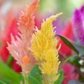 Celosia spicata Kelos Fire Yellow