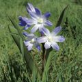Chionodoxa luciliae - Scilla di Lucile