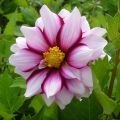 Dalia decorativa Edge of Joy