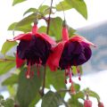 Fuchsia Voodoo - Fucsia