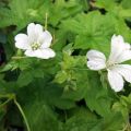 Geranium nodosum Silverwood - Geranio nodoso