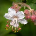 Geranium macrorrhizum Spessart