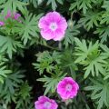 Geranium sanguineum Elke - Geranio sanguigno