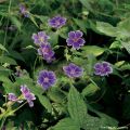 Geranium nodosum Clos du Coudray - Geranio nodoso