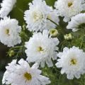 Cosmos Double Click Snow Puff - Cosmea