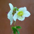 Helleborus White - Elleboro