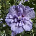 Hibiscus syriacus Blue Chiffon - Ibisco
