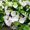 Hydrangea Runaway Bride - Ortensia