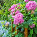 Hydrangea arborescens Pink Annabelle - Ortensia