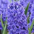 Giacinto Crystal Palace - Hyacinthus