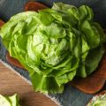 Lattuga a cappuccio di Bon Jardinier