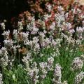 Lavandula angustifolia Rosea - Lavanda vera