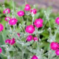 Crotonella coronaria - Lychnis coronaria