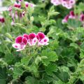Pelargonium Mosquitaway Nova - Geranio odoroso