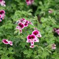 Pelargonium Mosquitaway Eva - Geranio odoroso
