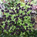 Petunia Black Ray