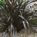 Phormium cookianum Black adder