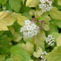 Physocarpus opulifolius Dart's Gold