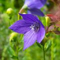 Platycodon grandiflorus Fuji Blue - Campanula cinese