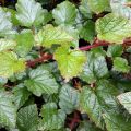 Rubus tricolor - Rovo ornamentale