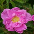 Rosa rugosa SAVORANOVA Smart Uhlrutida