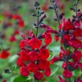 Salvia jamensis Reve Rouge - Salvia arbustiva