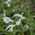 Salvia patens White Trophy - Salvia genziana