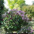 Salvia spendens Gogo Purple - Salvia rossa
