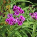 Vernonia crinita Vernonia crinita