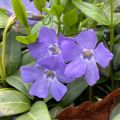 Pervinca maggiore - Vinca major