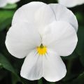 Viola cornuta Sorbet Xp F1 White
