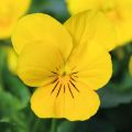Viola cornuta Xp Sorbet F1 Yellow