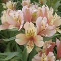 Alstroemeria Inca Ice