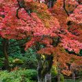 Acer palmatum - Acero giapponese