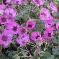 Geranium cinereum Carol