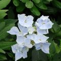 Hydrangea Renaissance - Ortensia