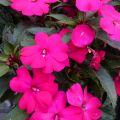 Impatiens SunPatiens Compact Purple - Fiore di vetro