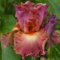 Iris germanica Dame de Coeur - Giaggiolo paonazzo