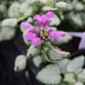 Lamium maculatum Red Nancy