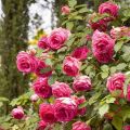 Rosa rampicante Cyclamen Pierre de Ronsard