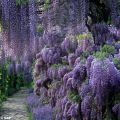 Glicine comune - Wisteria sinensis