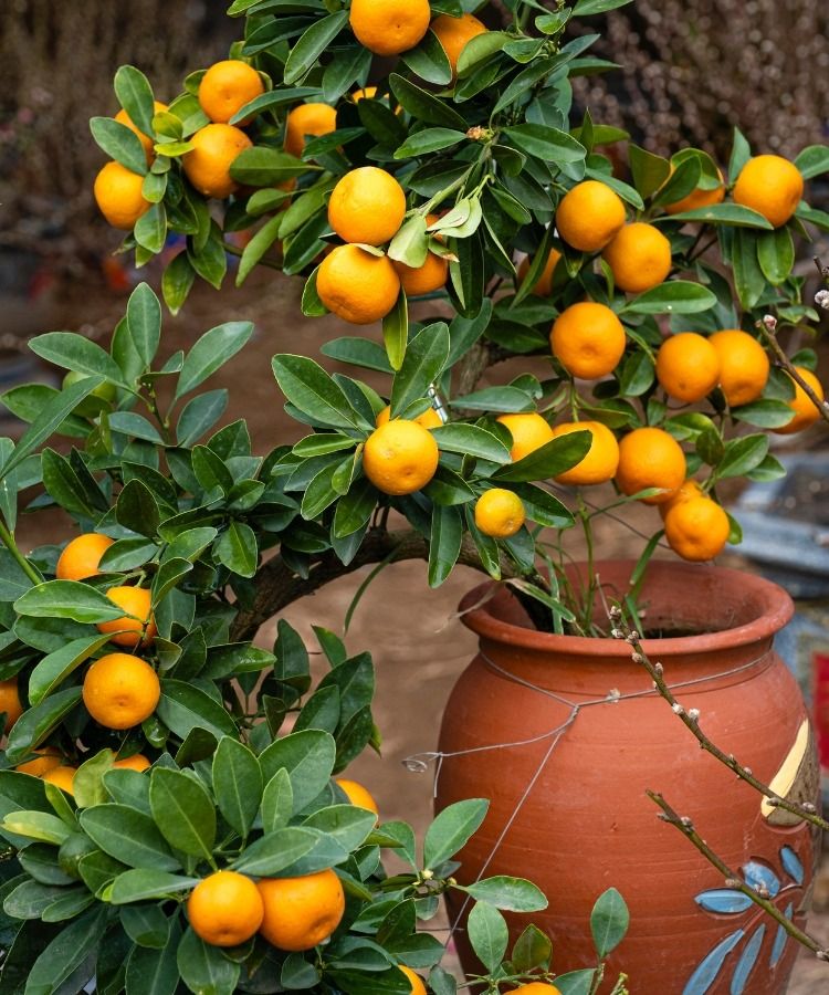 -20% sur une sélection de plantes !