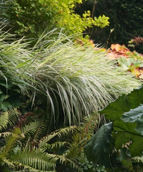 Bulbes à floraison printanière