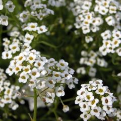 Lobularia maritima Snow Princess - Alisso marittimo