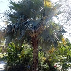 Copernicia hospita - Palma da cera