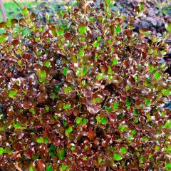 Coprosma Pacific Night - Pianta specchio