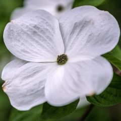 Cornus Eddie's White Wonder - Corniolo da fiore